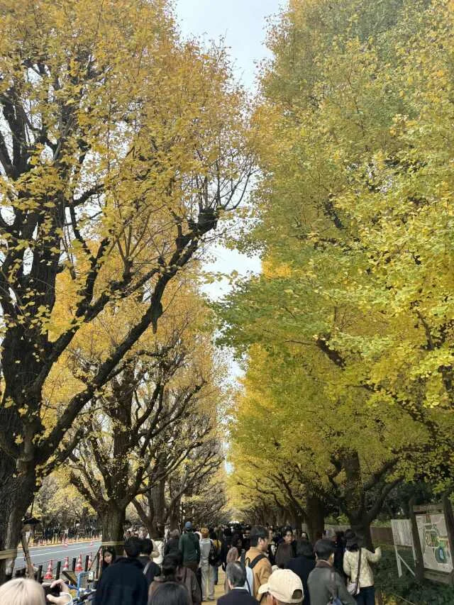 【東京クリスマスマーケット2025】神宮外苑いちょう並木も楽しめる_1_16-1