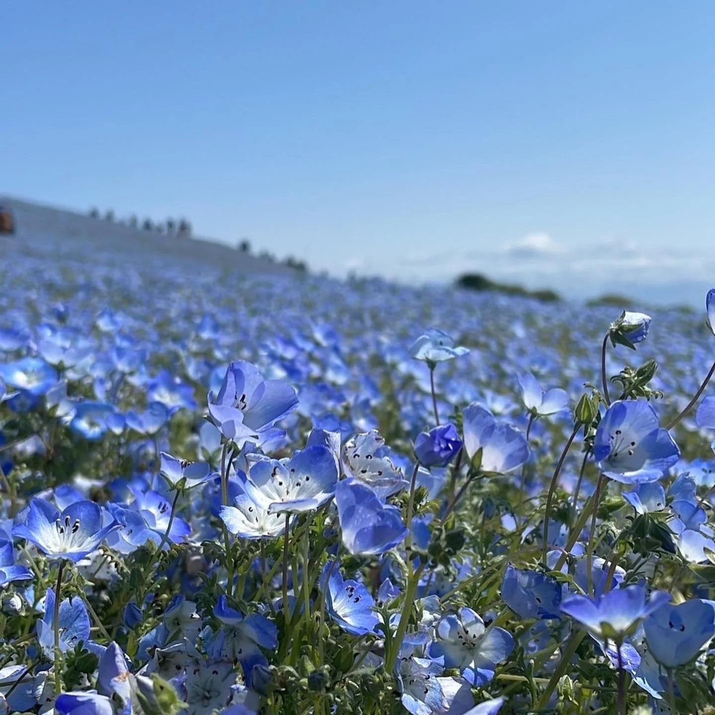 儚い自然の美しさを愛でる場所。私の日帰り旅行記！