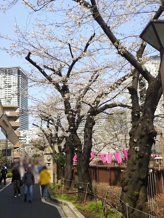 東京は桜が満開です♡_1_4-1