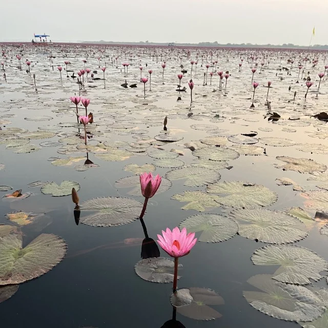 タイ絶景スポット！ピンクの睡蓮の海_1_10