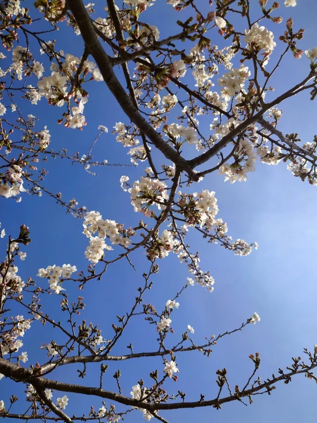 東京は桜が満開です♡_1_11