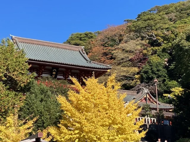 【冬の鎌倉】『鶴岡八幡宮』での紅葉狩りと『松原庵』で蕎麦を楽しむ大人時間_1_5
