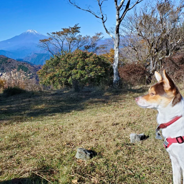 【犬とおでかけ】今が見ごろ！紅葉と富士山を堪能できるトレッキングへ_1_5-1