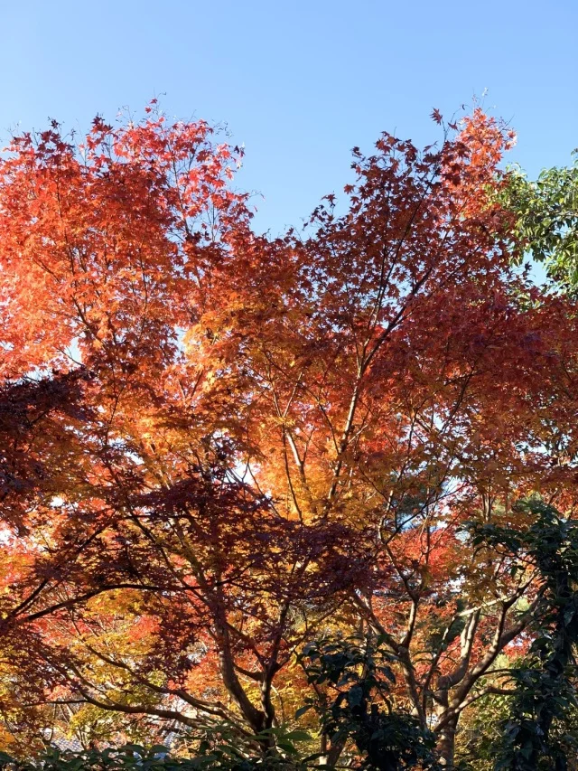 秋の京都を満喫_1_2