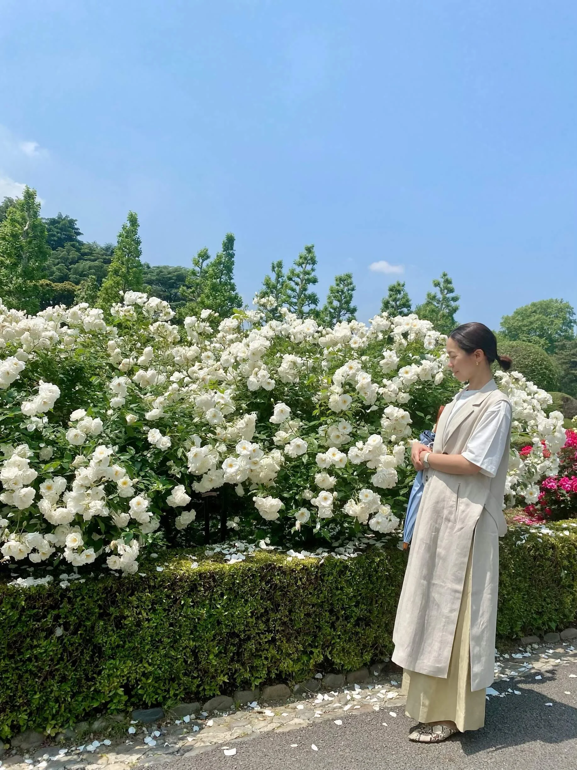 ヘビロテ中の「ジレ」と新宿御苑の大自然に囲まれたカフェと薔薇散策