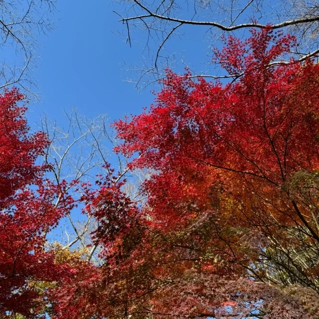 最後の紅葉！もうすぐ終わりを迎えるDIC川村記念美術館_1_4