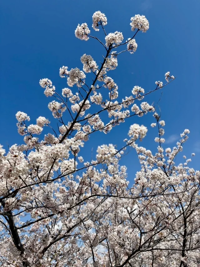GWようやく北海道は桜が満開に!穴場スポットでお花見_1_3