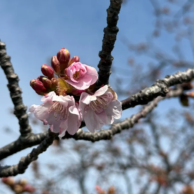 海鮮・日本酒・お茶を巡る。静岡、至福のひととき【静岡グルメ】_1_10-2