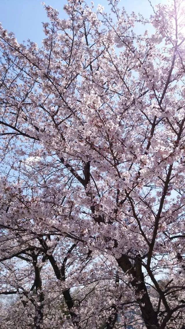 桜の綺麗なこの季節は_1_8