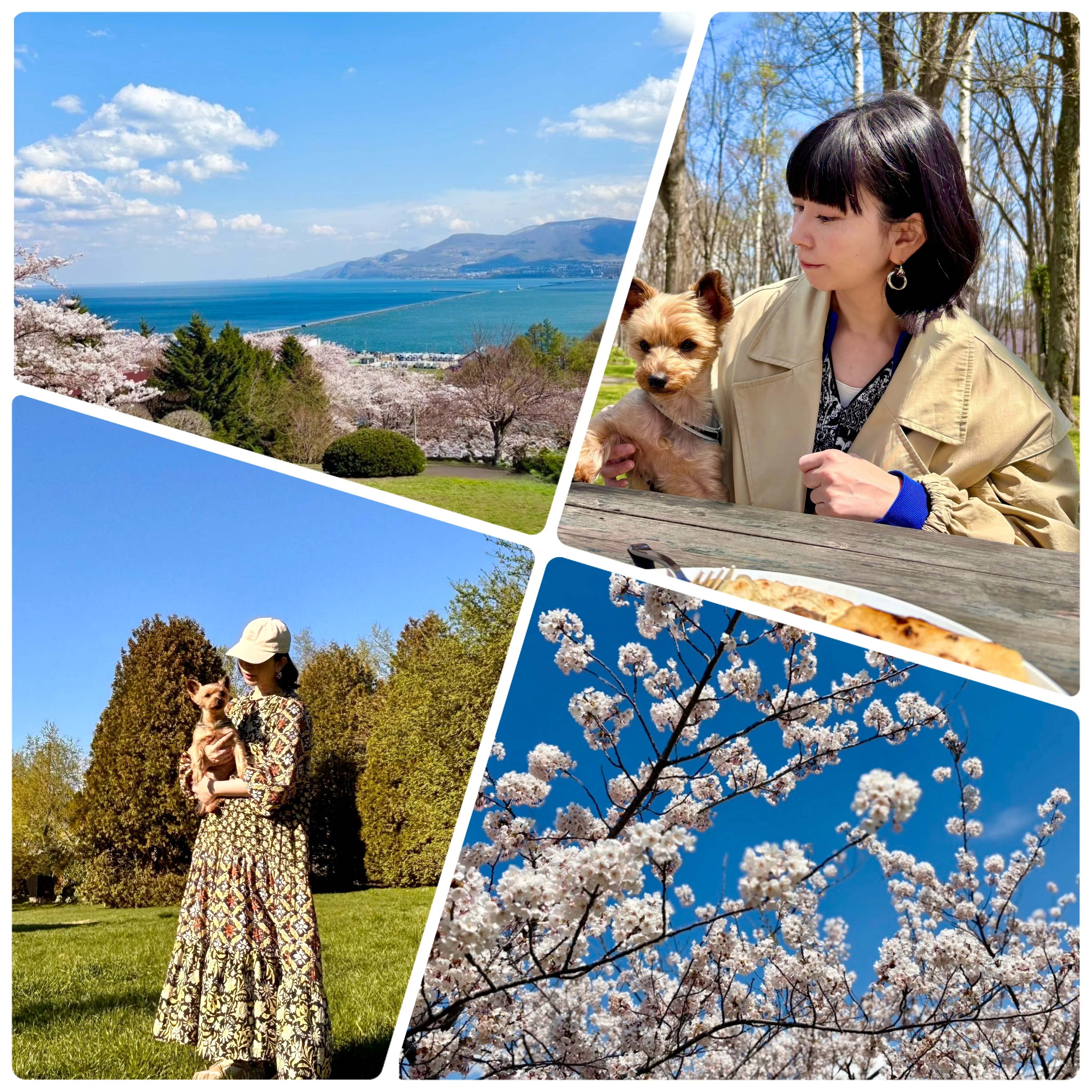 GWようやく北海道は桜が満開に！穴場スポットでお花見
