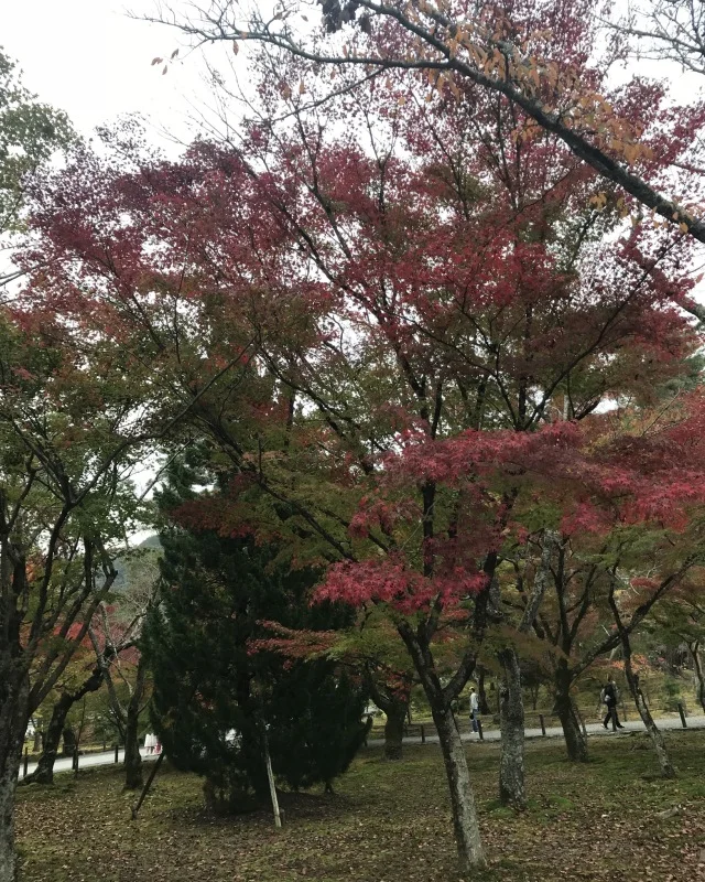 ゆき散歩。京都の紅葉と言えば南禅寺。１５年ぶりに行ってきました！_1_4-1