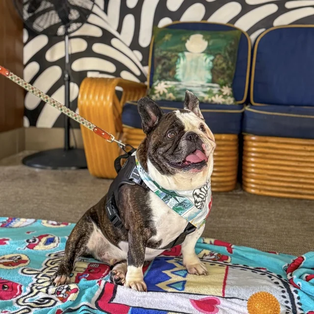 【円安時代のハワイ】 それでも行く価値はある？満足度が爆上がりする楽しみ方7選_1_17