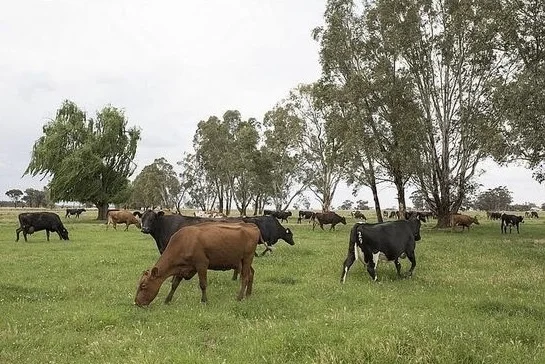 【サスティナブル】地球にも動物にも優しい食材選び（お肉編）