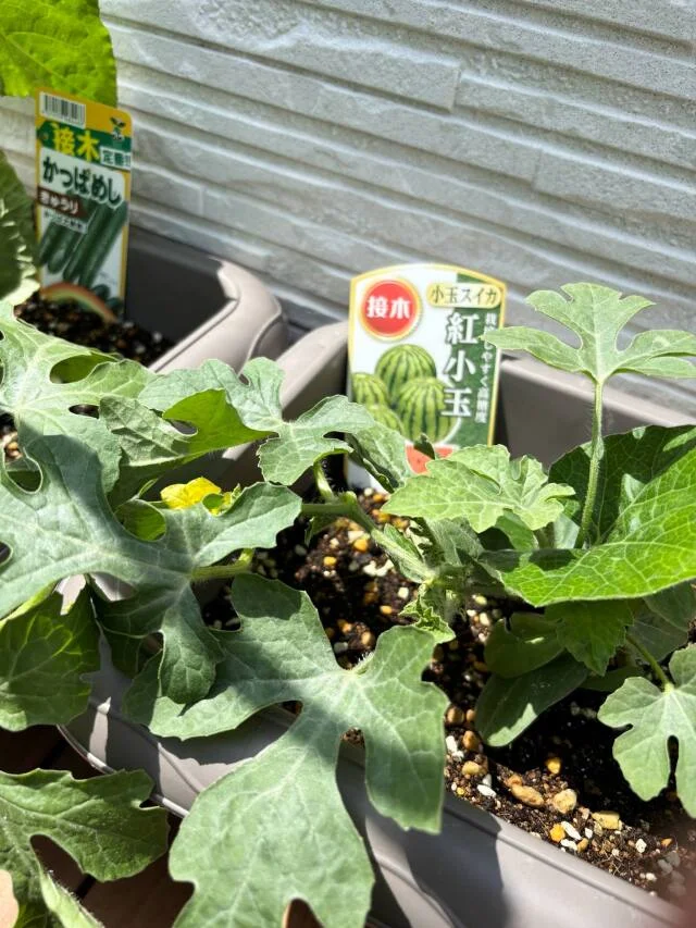 新たな趣味！屋上家庭菜園とUV対策事情_1_3-1