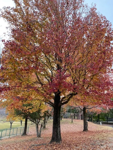 紅葉が綺麗な公園へ