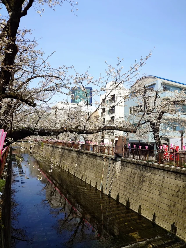 東京は桜が満開です♡_1_4-2