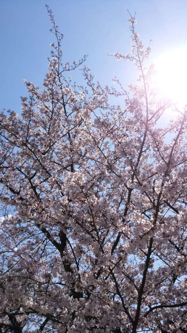 桜の綺麗なこの季節は_1_2