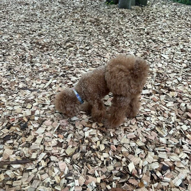 愛犬と泊まれる宿！星野リゾート　界　鬼怒川に宿泊_1_7