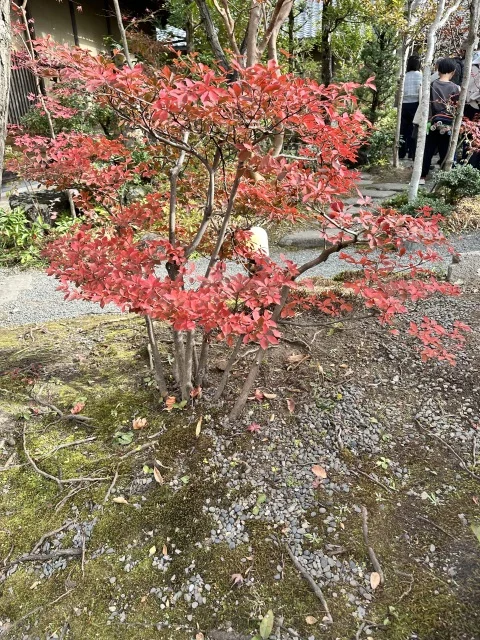 すや西木のドウダンツツジ