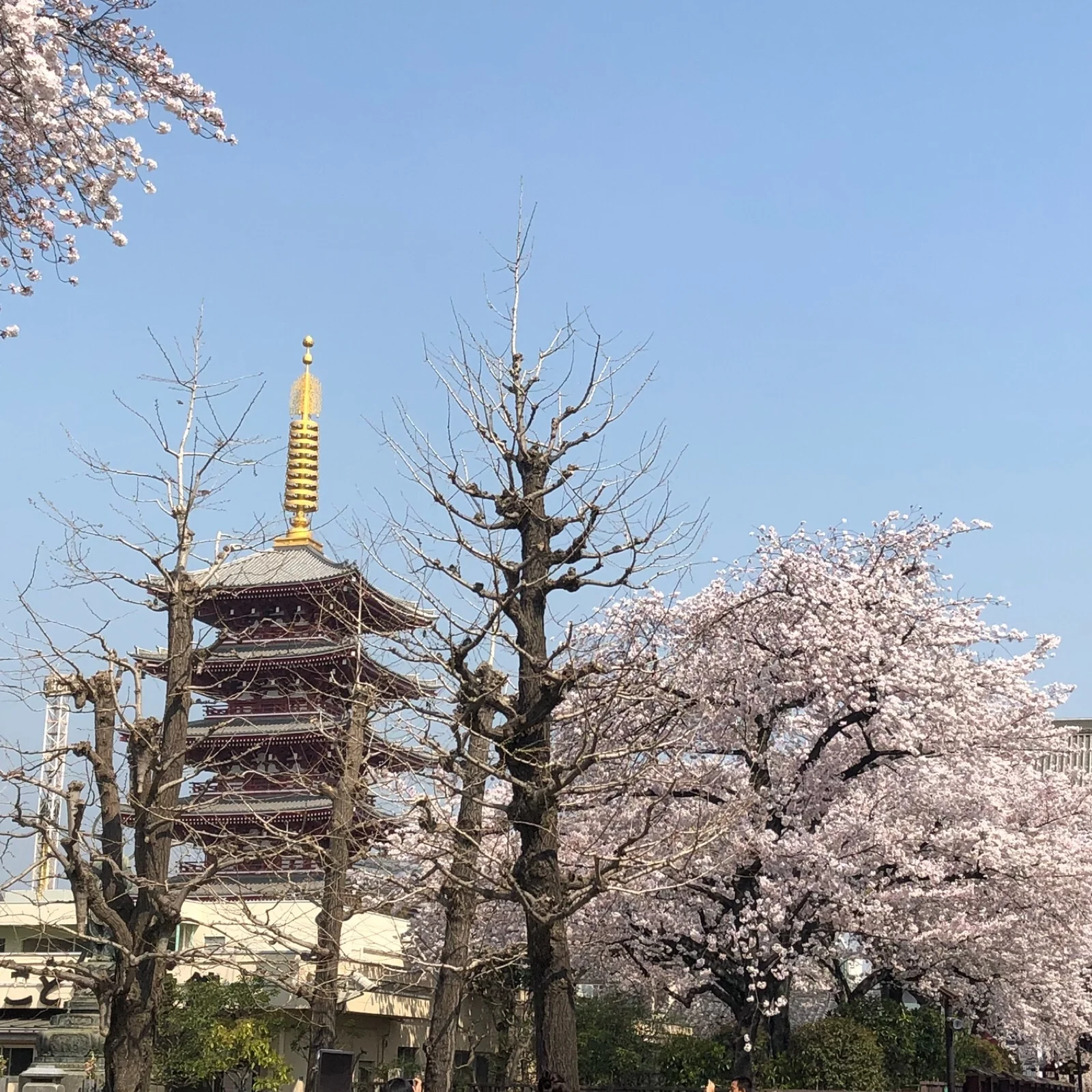 春の浅草