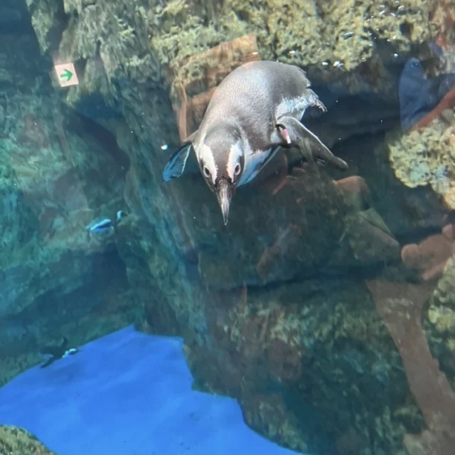 秋のお出掛けにもぴったりな京都水族館🦭_1_6-2