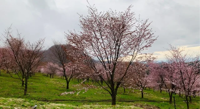 福島県でおすすめの『桜の名所』①_1_5-1