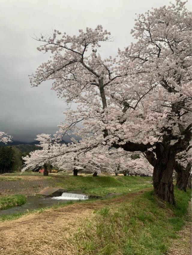 福島県でおすすめの『桜の名所』②_1_3