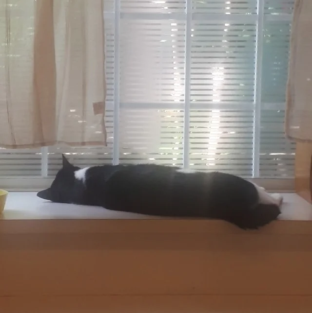 猫　保護猫　日向ぼっこ
出窓　昼寝