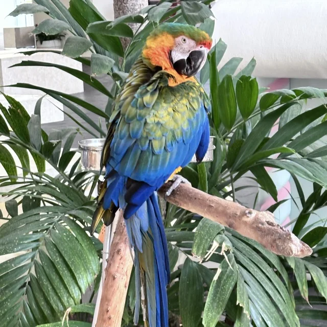 【子連れ沖縄レポ①】冬の隠れ家「ココガーデン」に3連泊！9歳・6歳が夢中になったルネサンスでのサトウキビ狩り_1_5-2