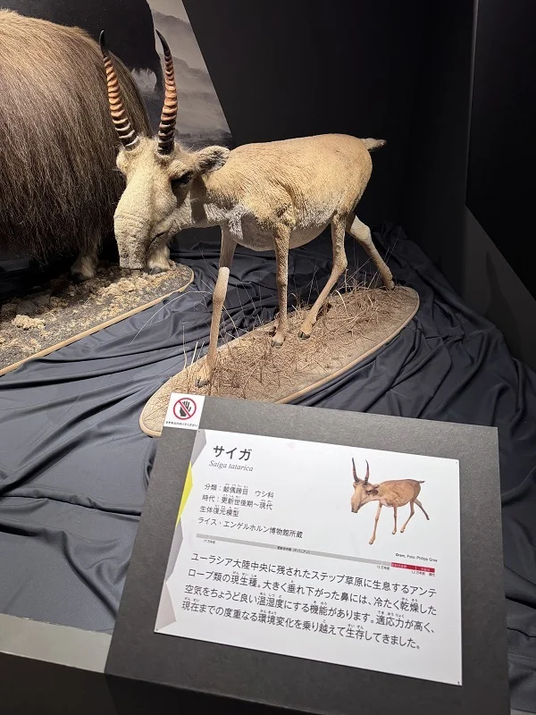 氷河期展