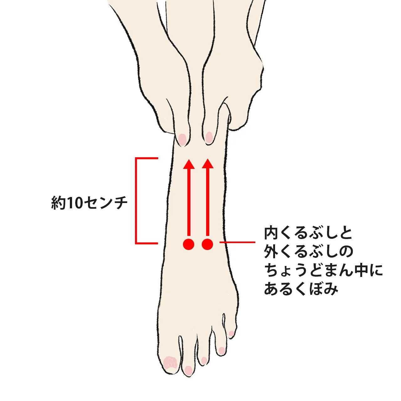 翌日に疲れを残さず、朝の活力を高める！毎日「ツボ押し」で秋の体を整えよう【40代 ヘルスケア】_1_10