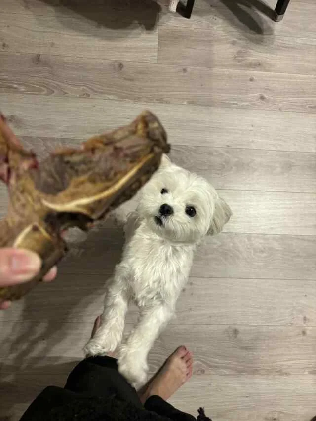 「ピーター・ルーガー」最高峰のTボーンステーキでご褒美ディナー_1_19-1