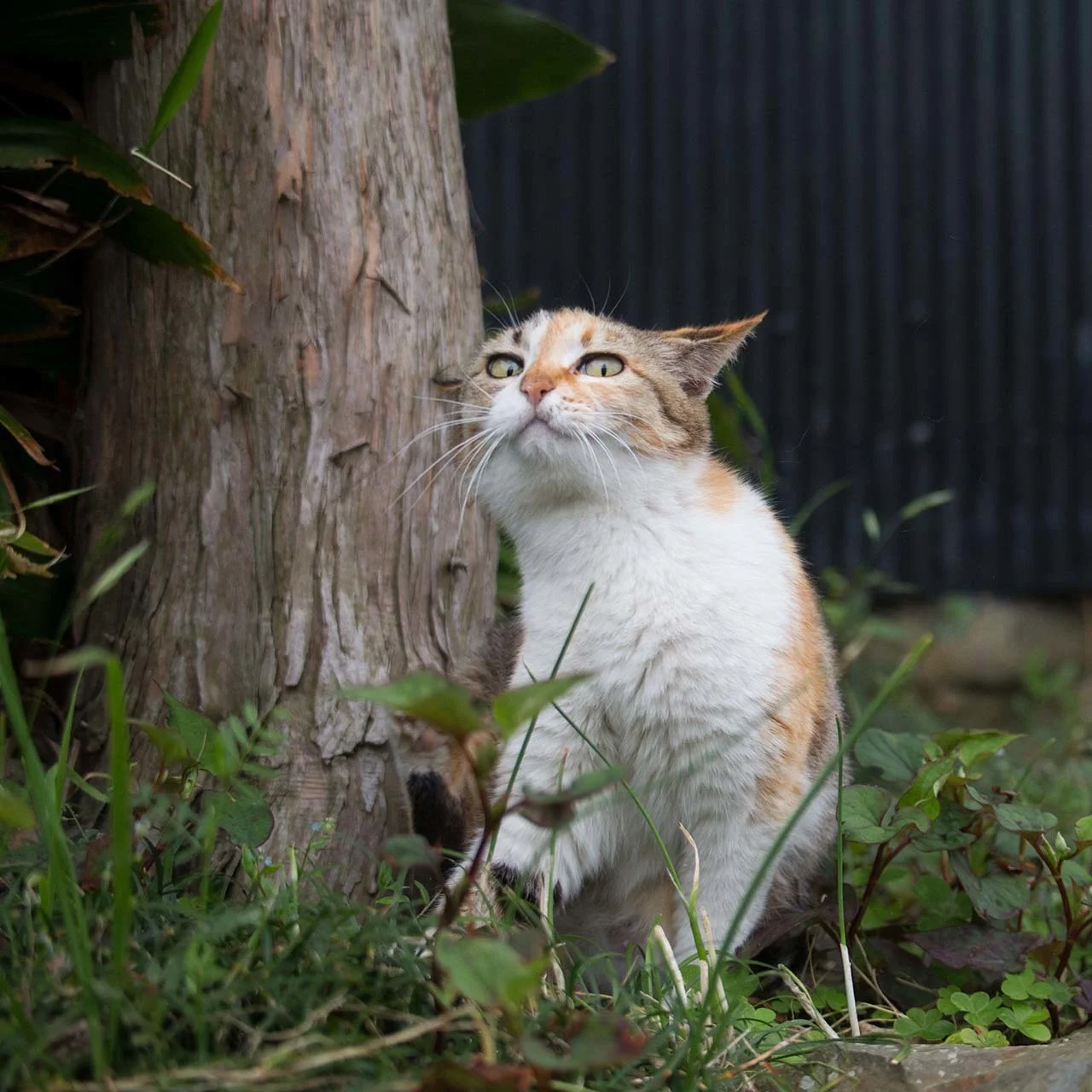 猫写真家 沖昌之の猫写真
