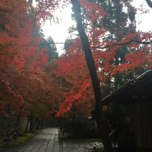 京都で思いがけず紅葉を満喫！_1_2