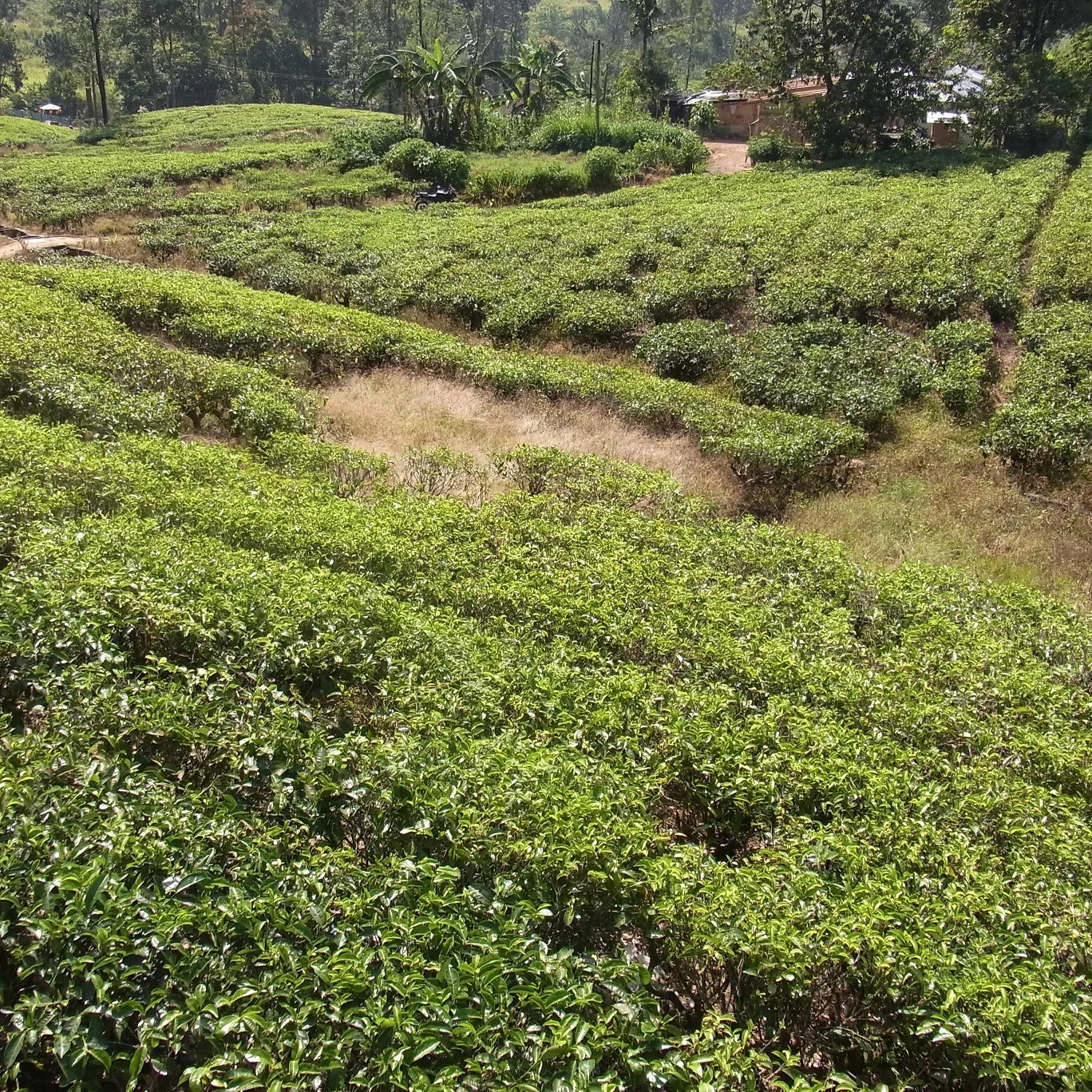 紅茶畑と工場＠スリランカ_1_1