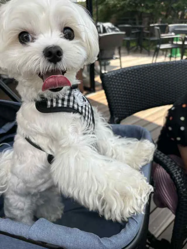 2025年最高だった“食＆旅”BEST３！ラン活帰省に話題の焼肉など...♡_1_16-1