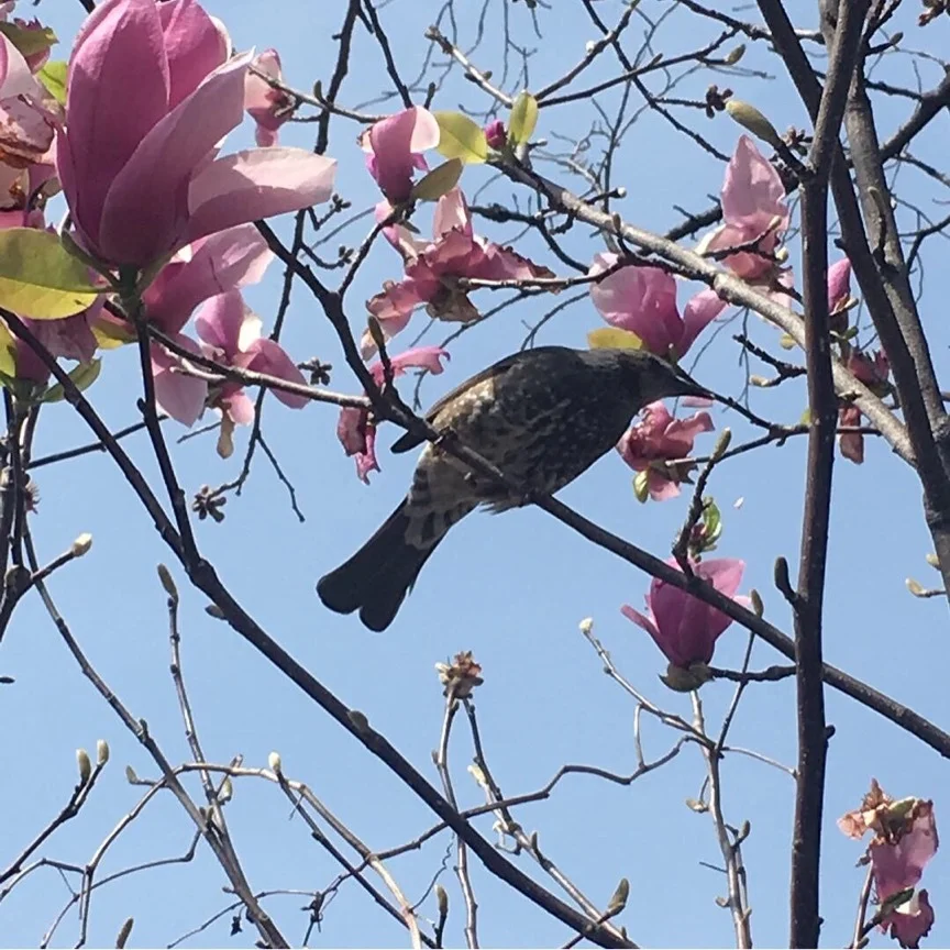 お花見してメゾン紀尾井でランチ