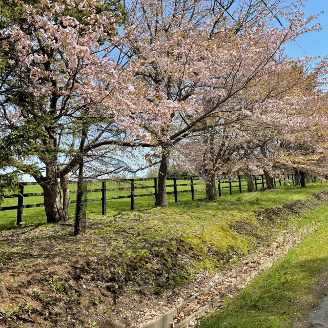 北海道にもようやく春が…GWに行ったオススメスポット_1_1