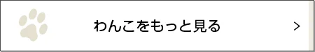 ここは絶対ゆずらないよ！【チワワ グミちゃん #12】_1_3