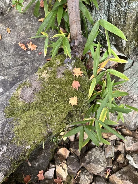 【秋旅】恒例の岐阜・中津川グルメツアー_1_15