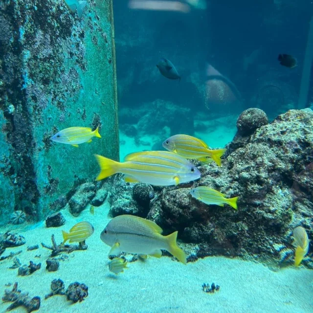 美ら海水族館