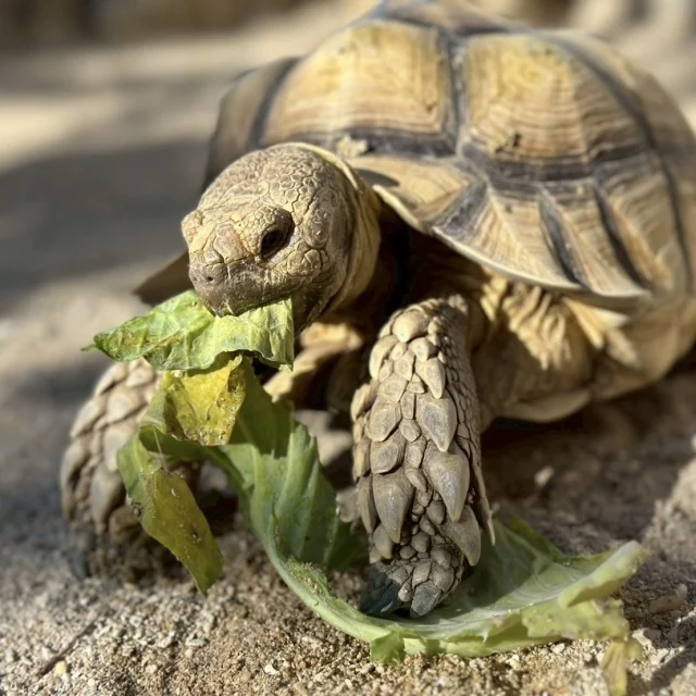 【子連れ沖縄レポ①】冬の隠れ家「ココガーデン」に3連泊！9歳・6歳が夢中になったルネサンスでのサトウキビ狩り_1_4-3