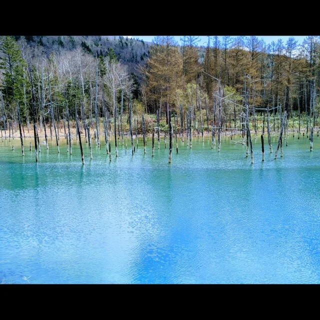 【アイスクリーム】北海道に行ったら食べたい!ミルクの旨味を感じるアイスたち_1_9