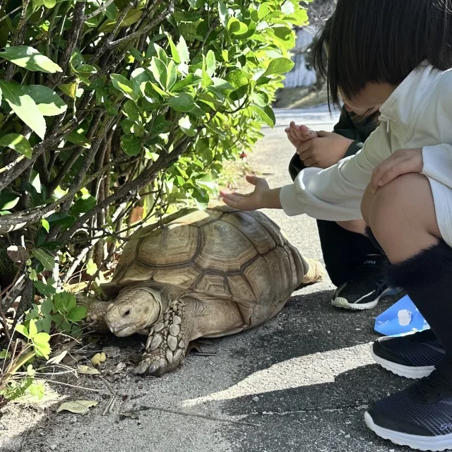【子連れ沖縄レポ①】冬の隠れ家「ココガーデン」に3連泊！9歳・6歳が夢中になったルネサンスでのサトウキビ狩り_1_4-2