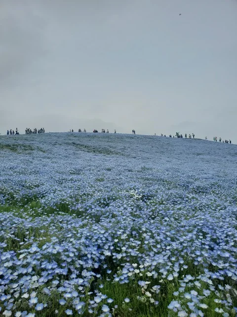 茨城 ネモフィラ