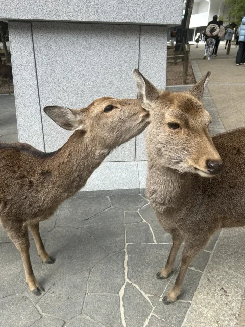 春日大社