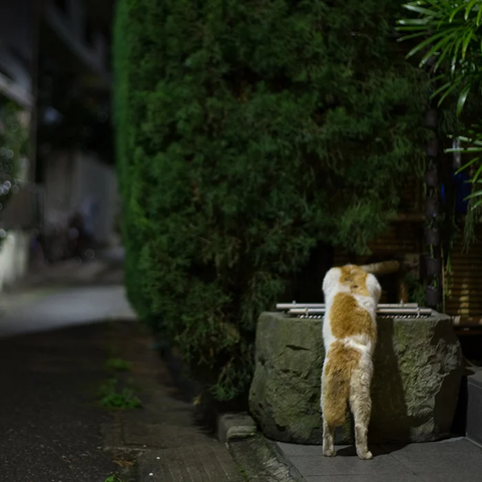 猫写真家 沖昌之の猫写真