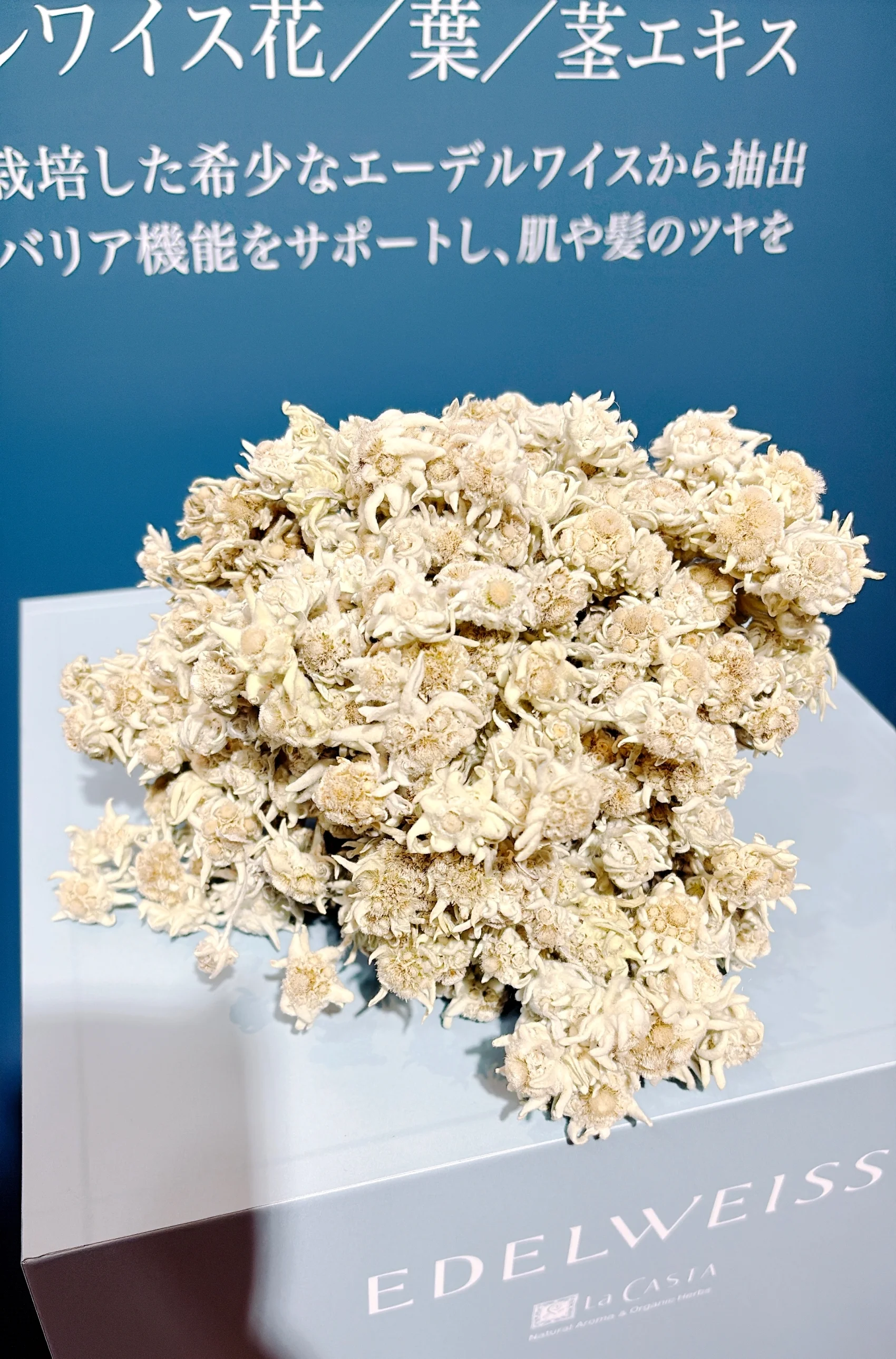 新作ヘアケア　ラ・カスタ　メイン成分　エーデルワイス　実際の花の写真　発表会