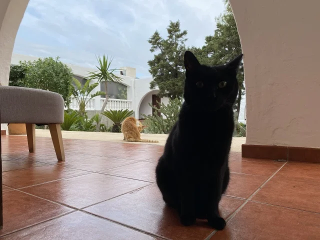 マリソル美女組　マリソルブログ　スペイン在住　イビザ島　黒猫