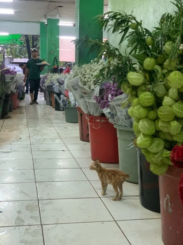 ジャカルタの花市場、Rawa Belong Flower Marketへ♪_1_7